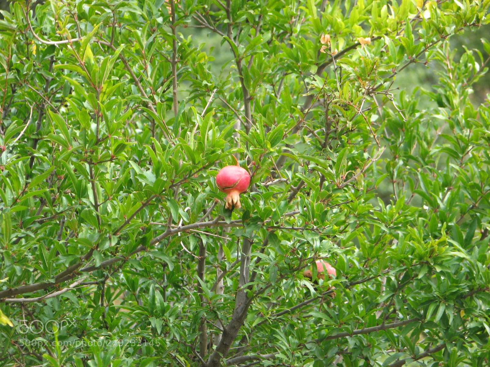 Canon POWERSHOT S3 IS sample photo. Img photography