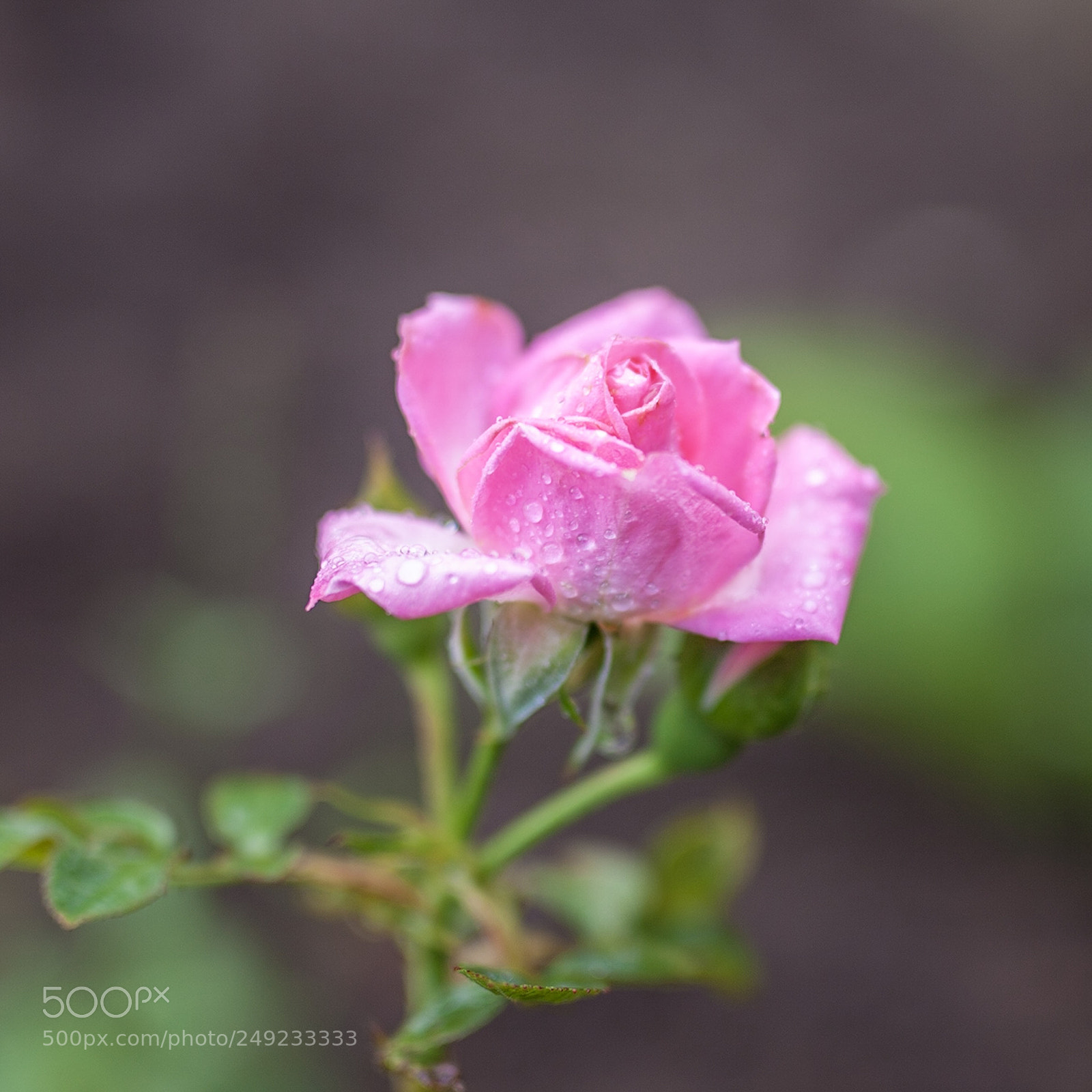 Canon EOS 5D Mark II sample photo. Pink rose photography