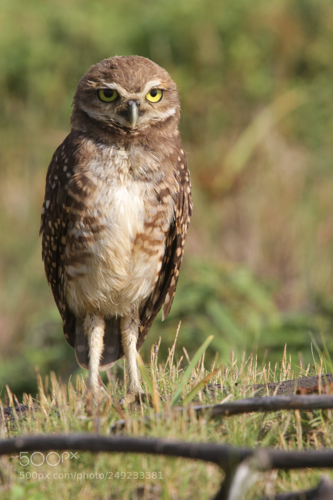 Canon EOS 750D (EOS Rebel T6i / EOS Kiss X8i) sample photo. Burrowing owl owns that photography