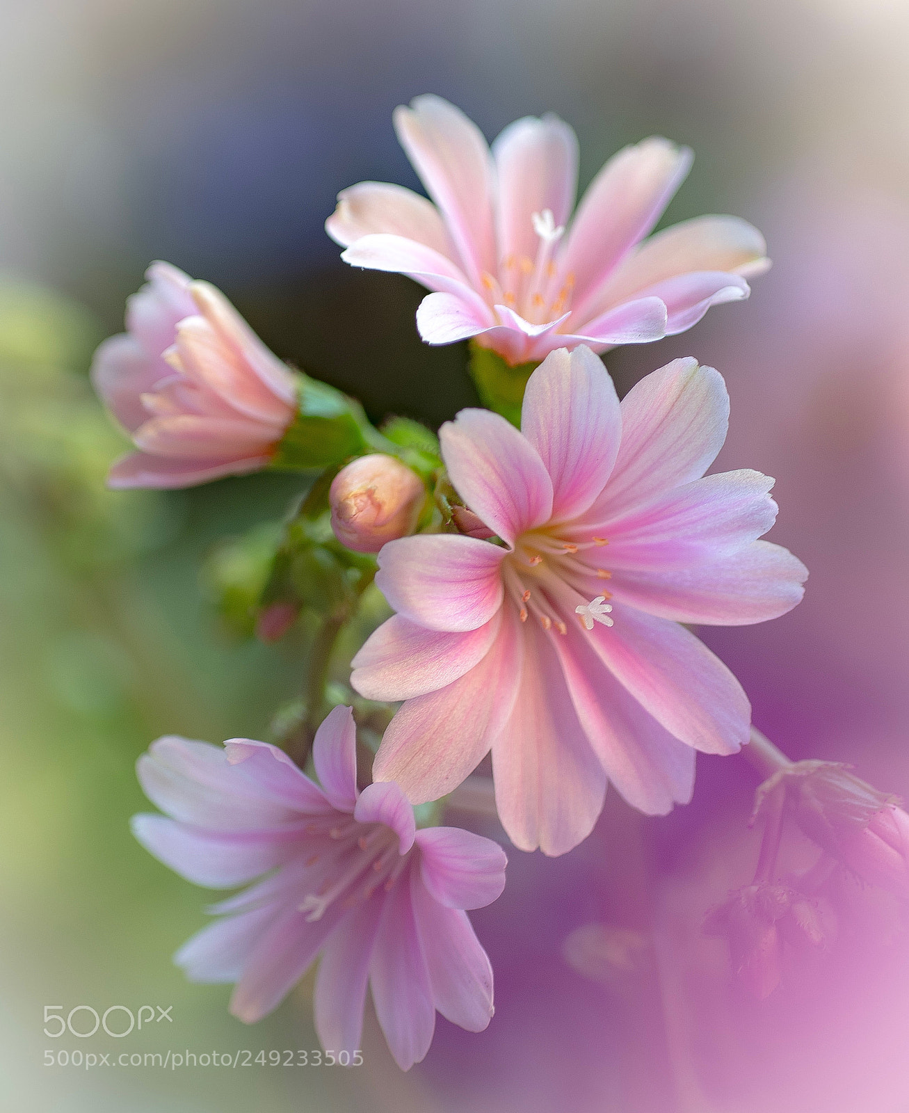 Nikon D800E sample photo. Lewisia cotyledon photography