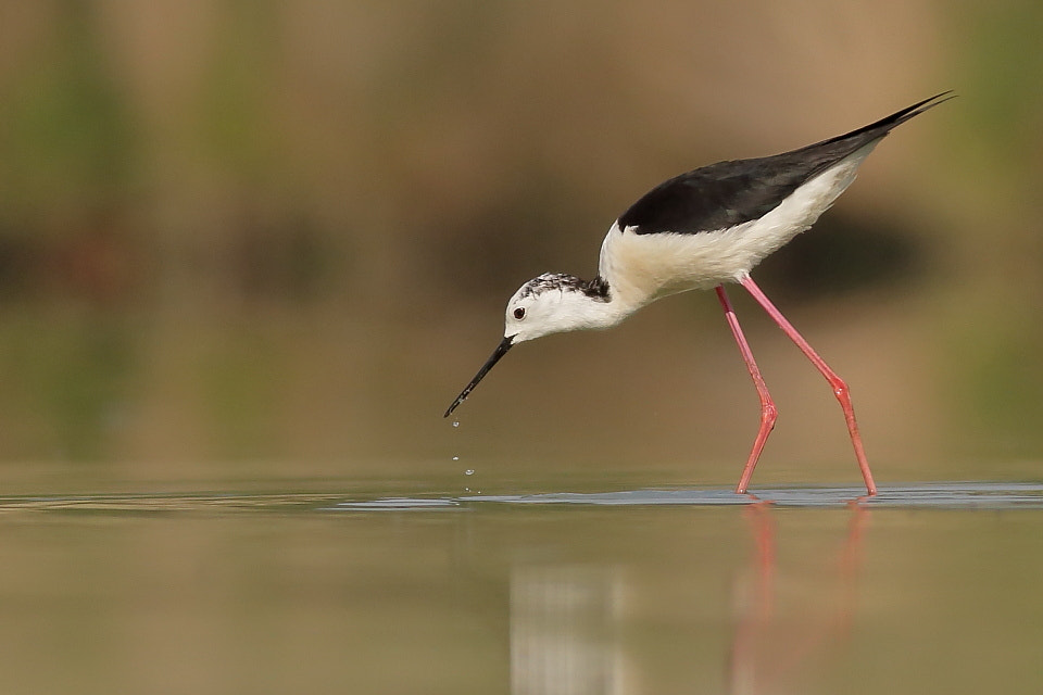 Canon EOS 70D + Canon EF 400mm F5.6L USM sample photo. Black-winged stilt in the pond photography