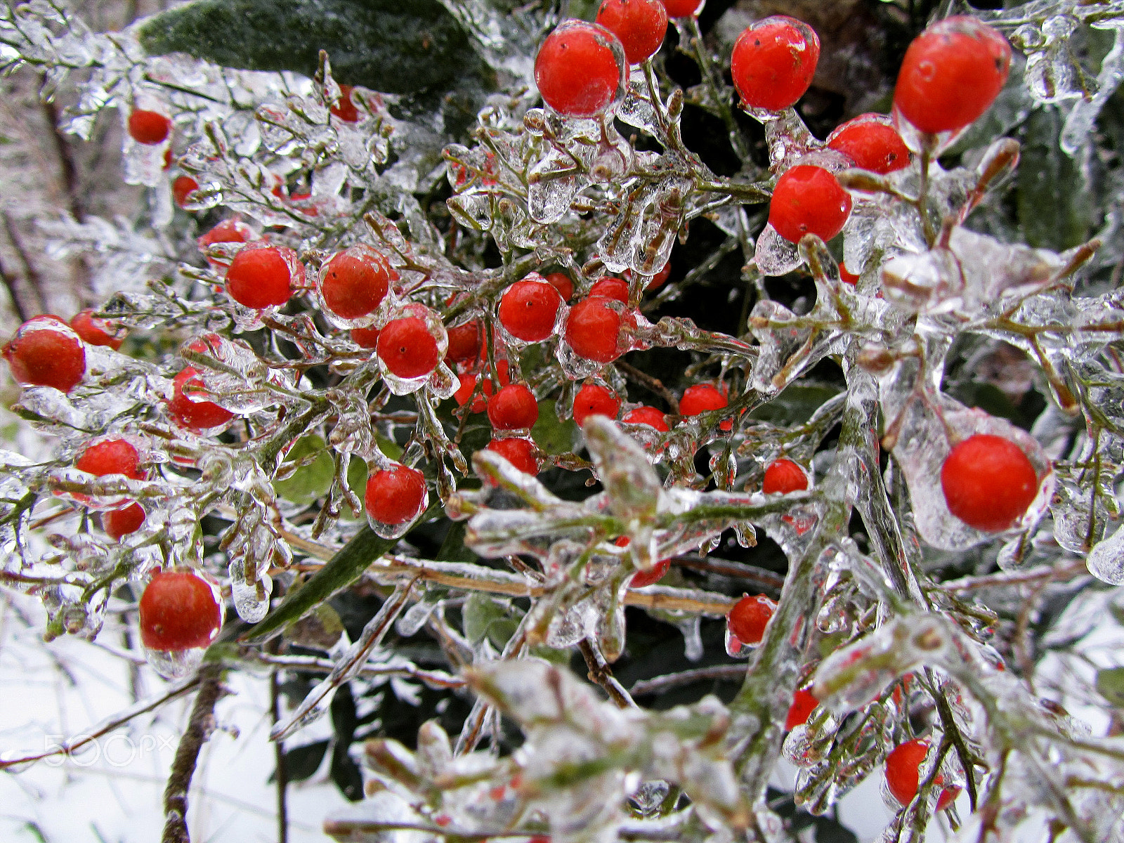 Canon PowerShot SX210 IS sample photo. Coated in ice photography