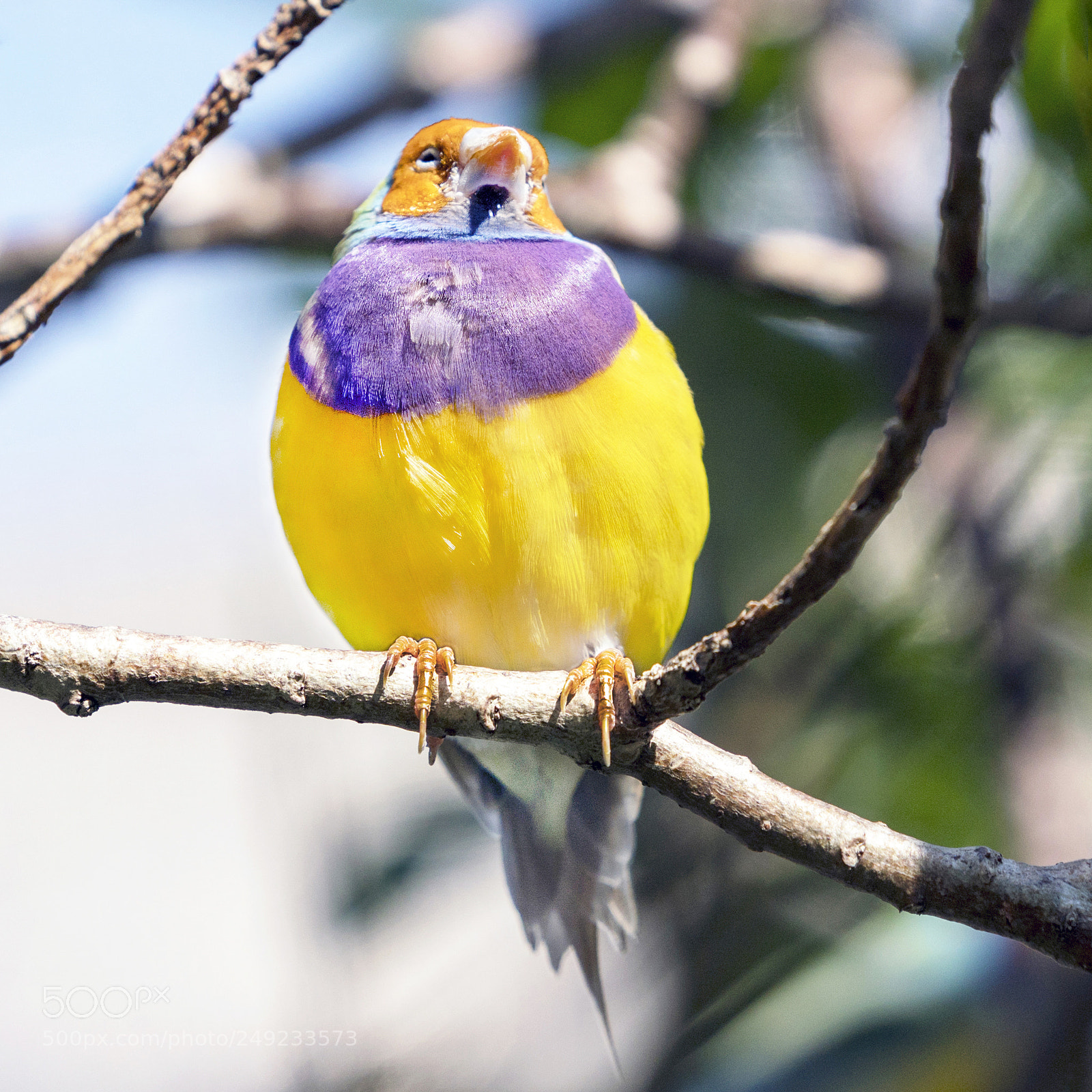 Sony a7R III sample photo. Lady gouldian finch photography