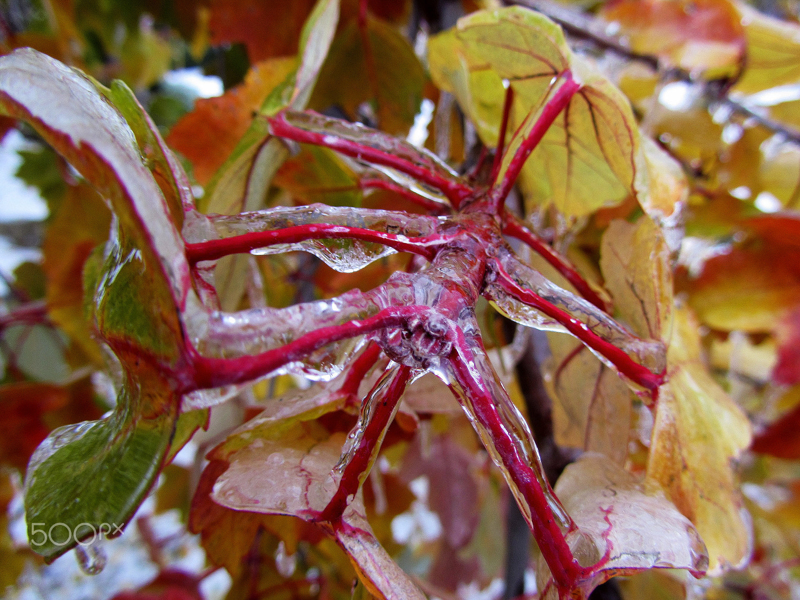 Canon PowerShot SX210 IS sample photo. Ice photography