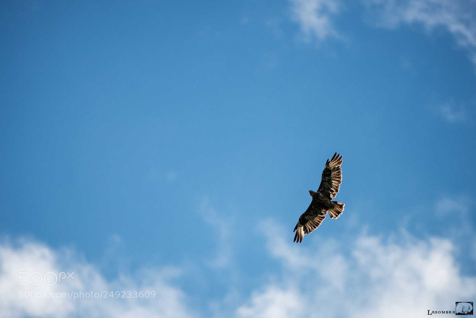 Nikon D810 sample photo. Buzzard photography