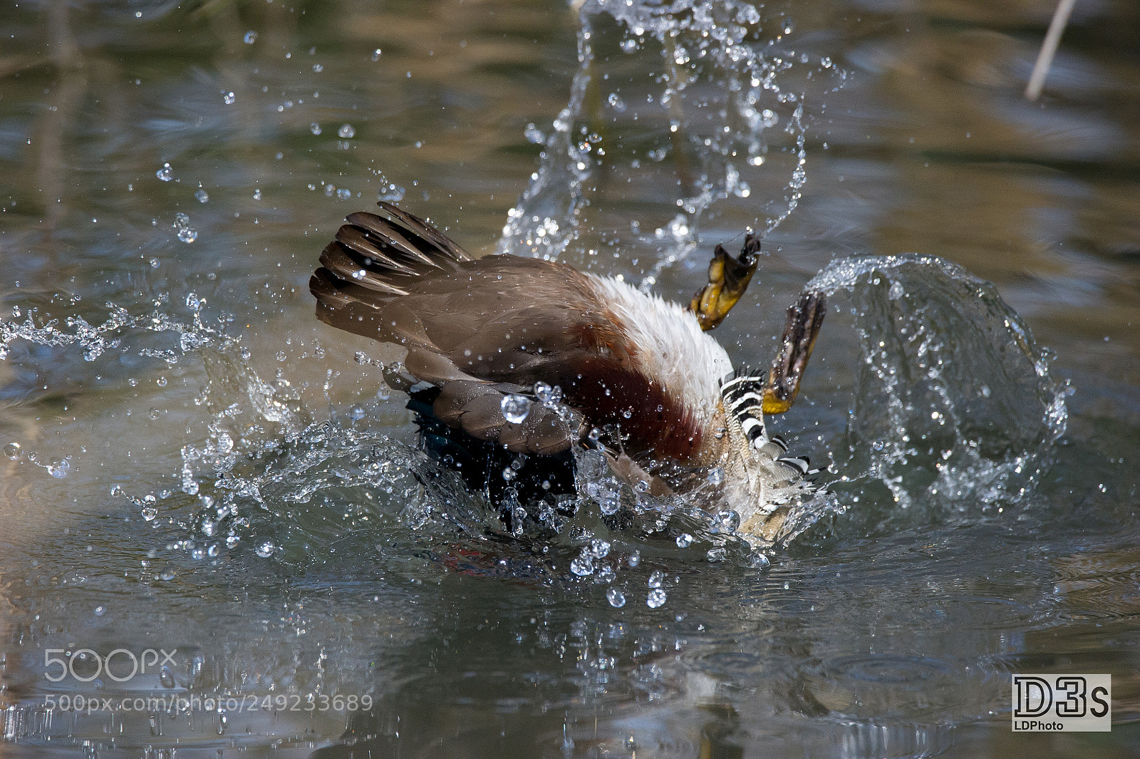 Nikon D3S sample photo. Crazy duck photography