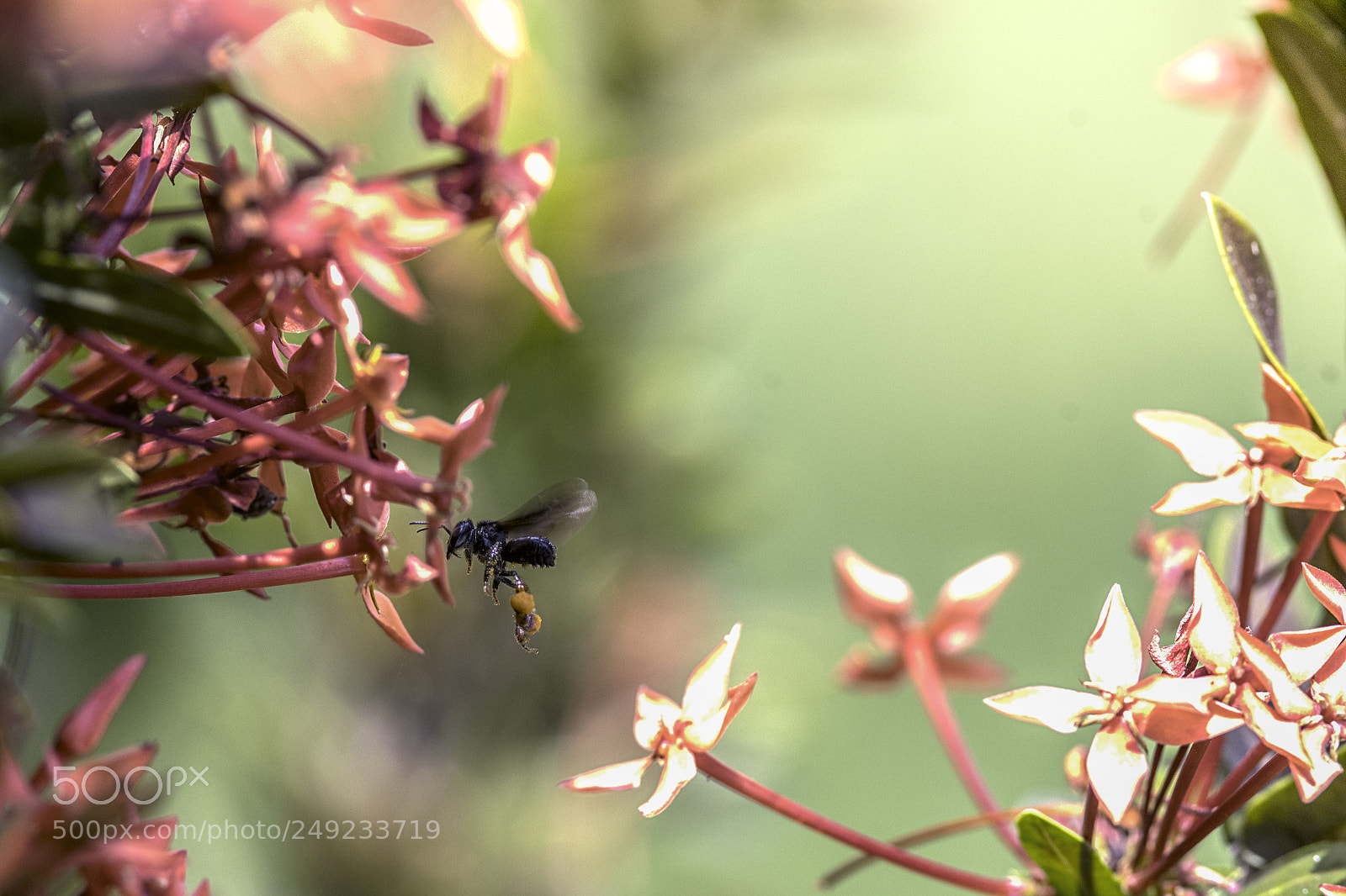 Nikon D500 sample photo. Bem in flower photography