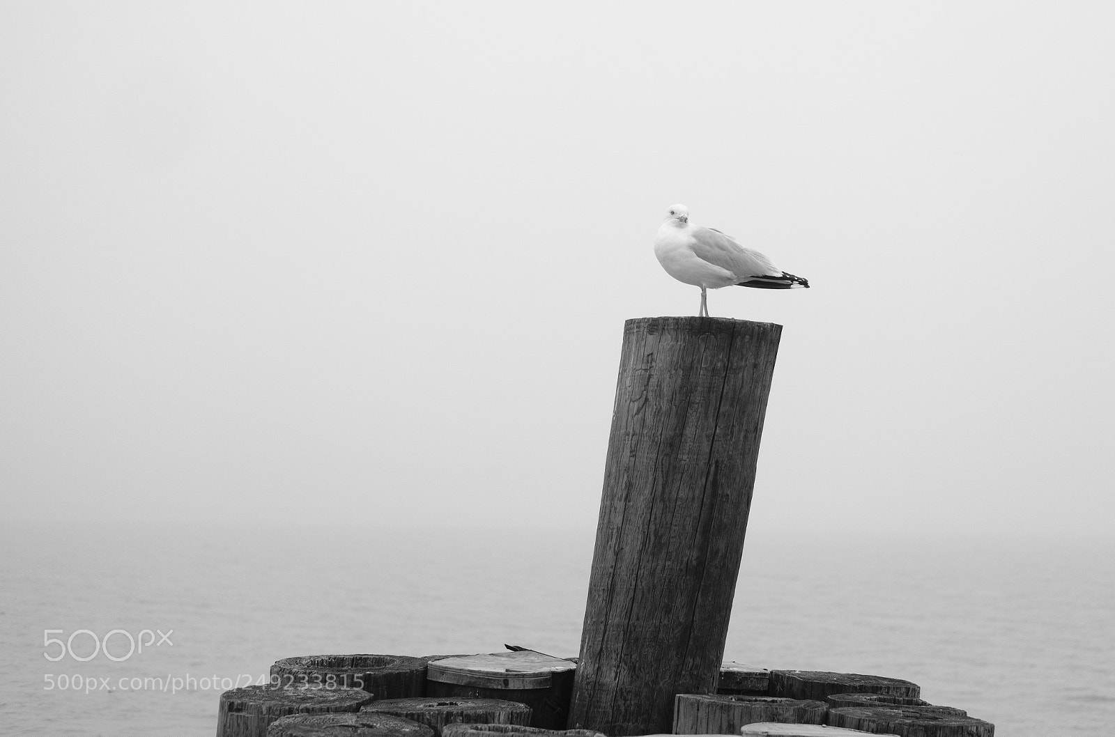 Fujifilm X-Pro2 sample photo. Seagle in a fog photography
