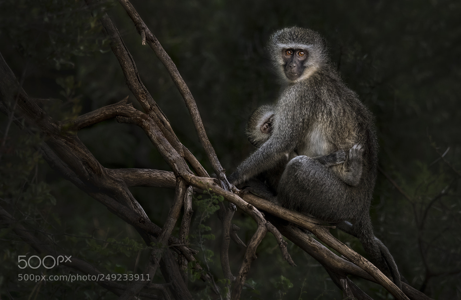 Nikon D500 sample photo. Vervet monkey photography