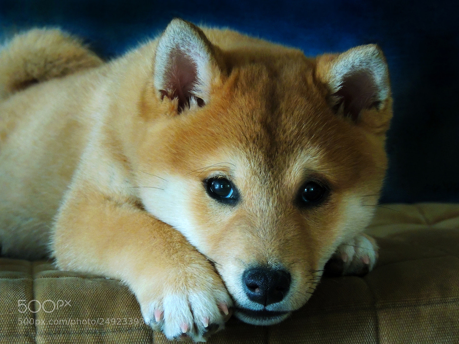 Nikon Coolpix P510 sample photo. Dog photography