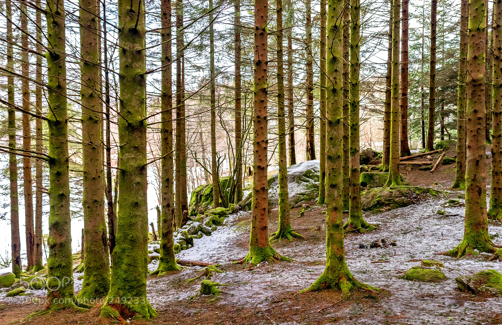 Canon EOS 6D Mark II sample photo. Snow in the forest photography