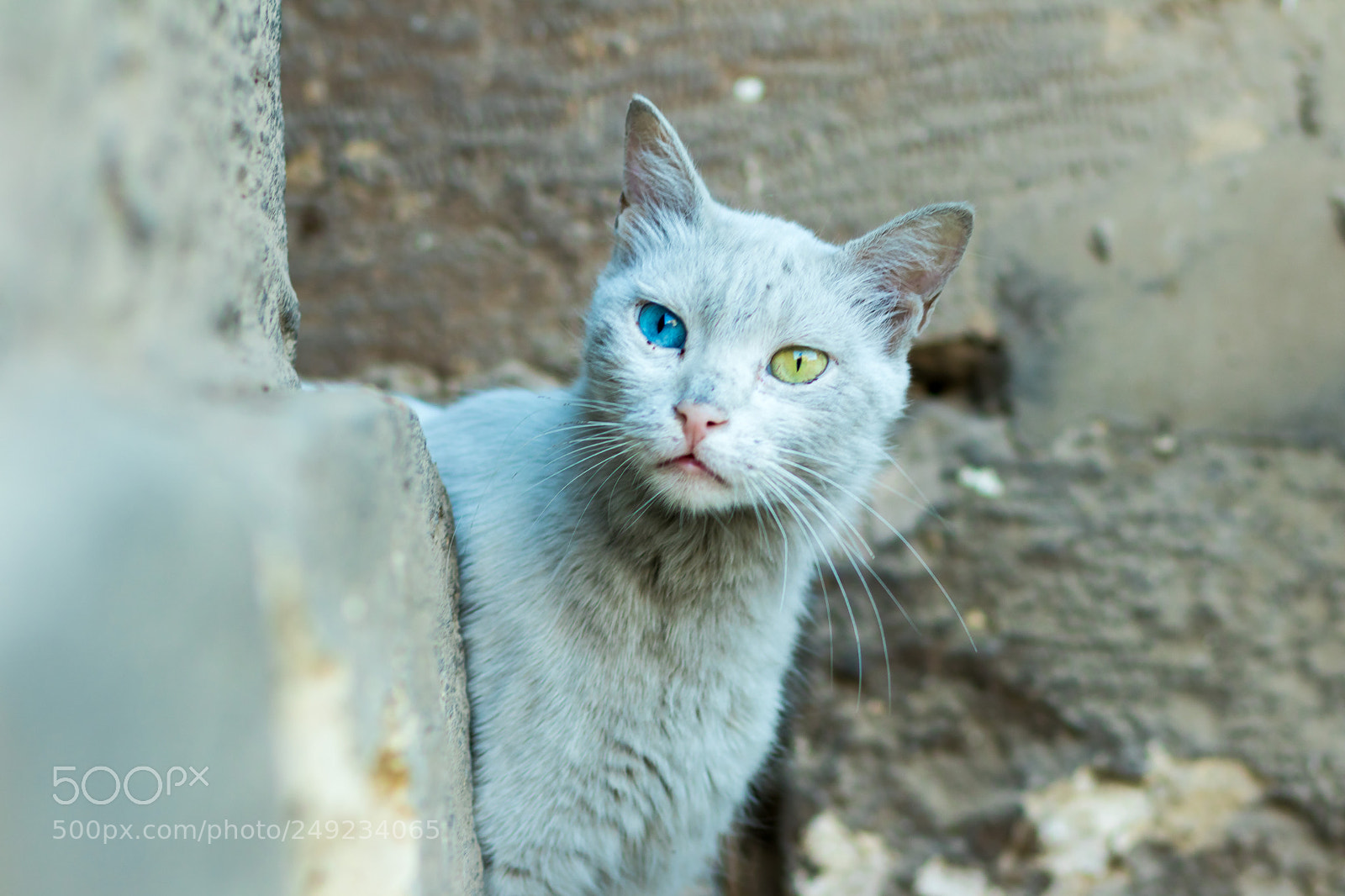 Canon EOS 80D sample photo. Untitled photography