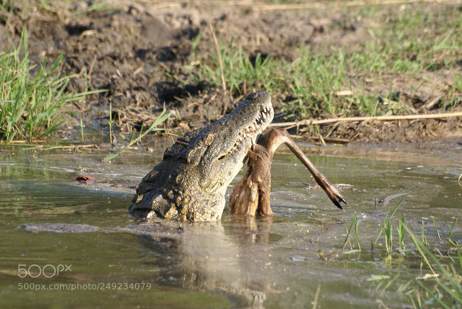 Sony Alpha DSLR-A200 sample photo. Crocodile photography