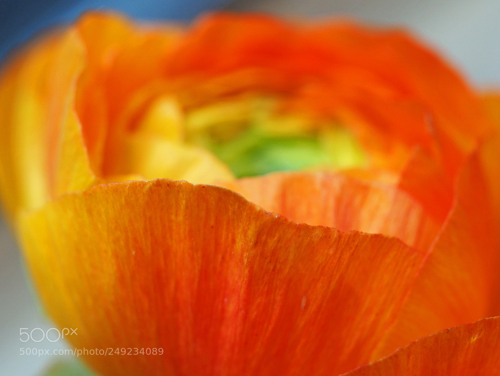Olympus OM-D E-M5 II sample photo. Ranunculus photography