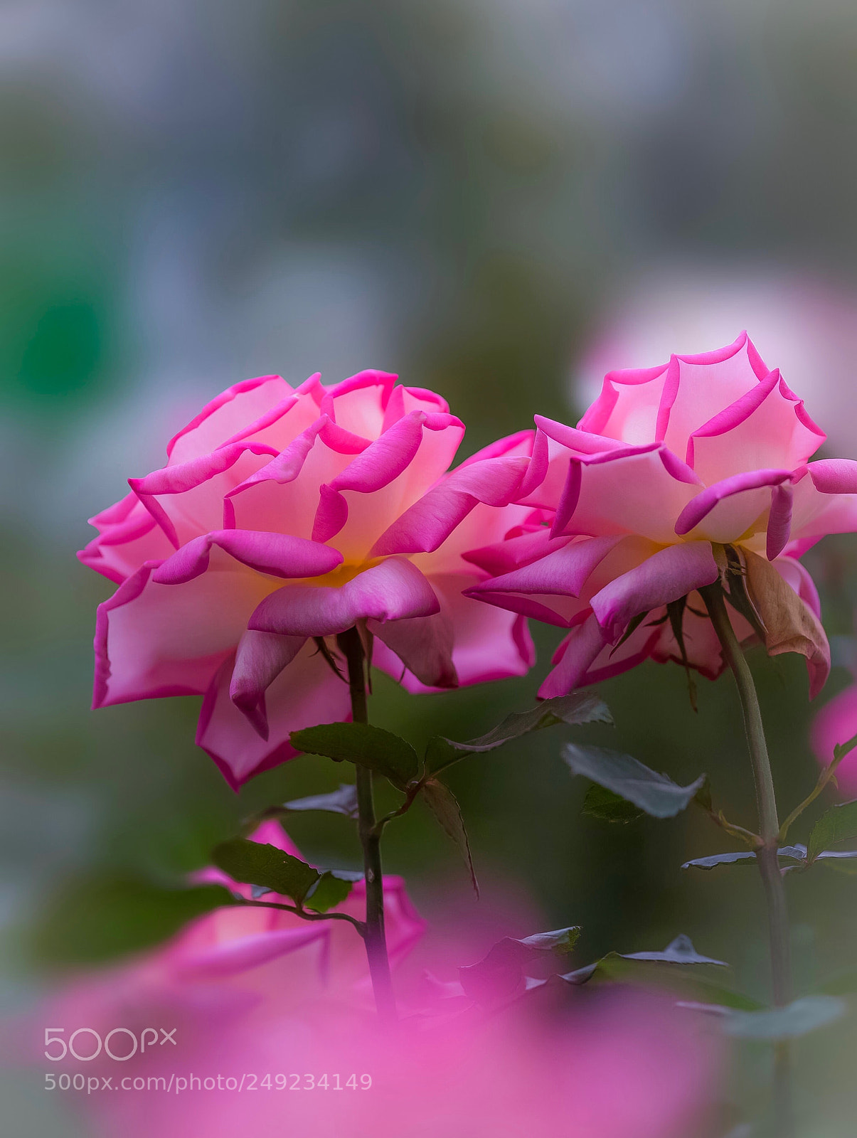 Nikon D800E sample photo. Rose photography