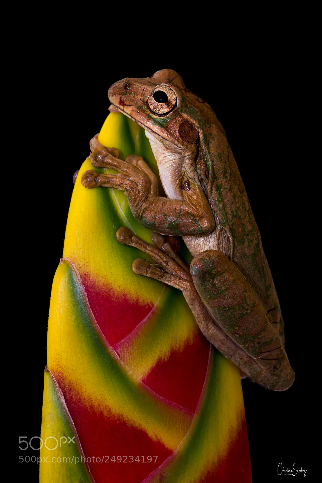 Nikon D4 sample photo. Tawny treefrog photography