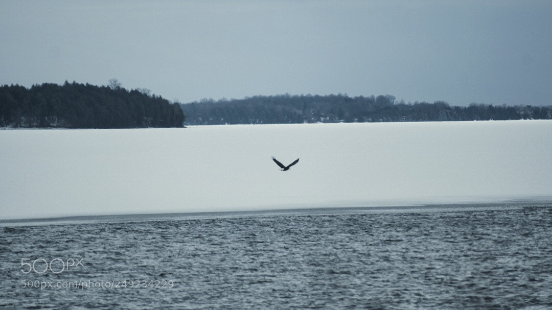 Sony SLT-A55 (SLT-A55V) sample photo. Bad eagle in northern photography