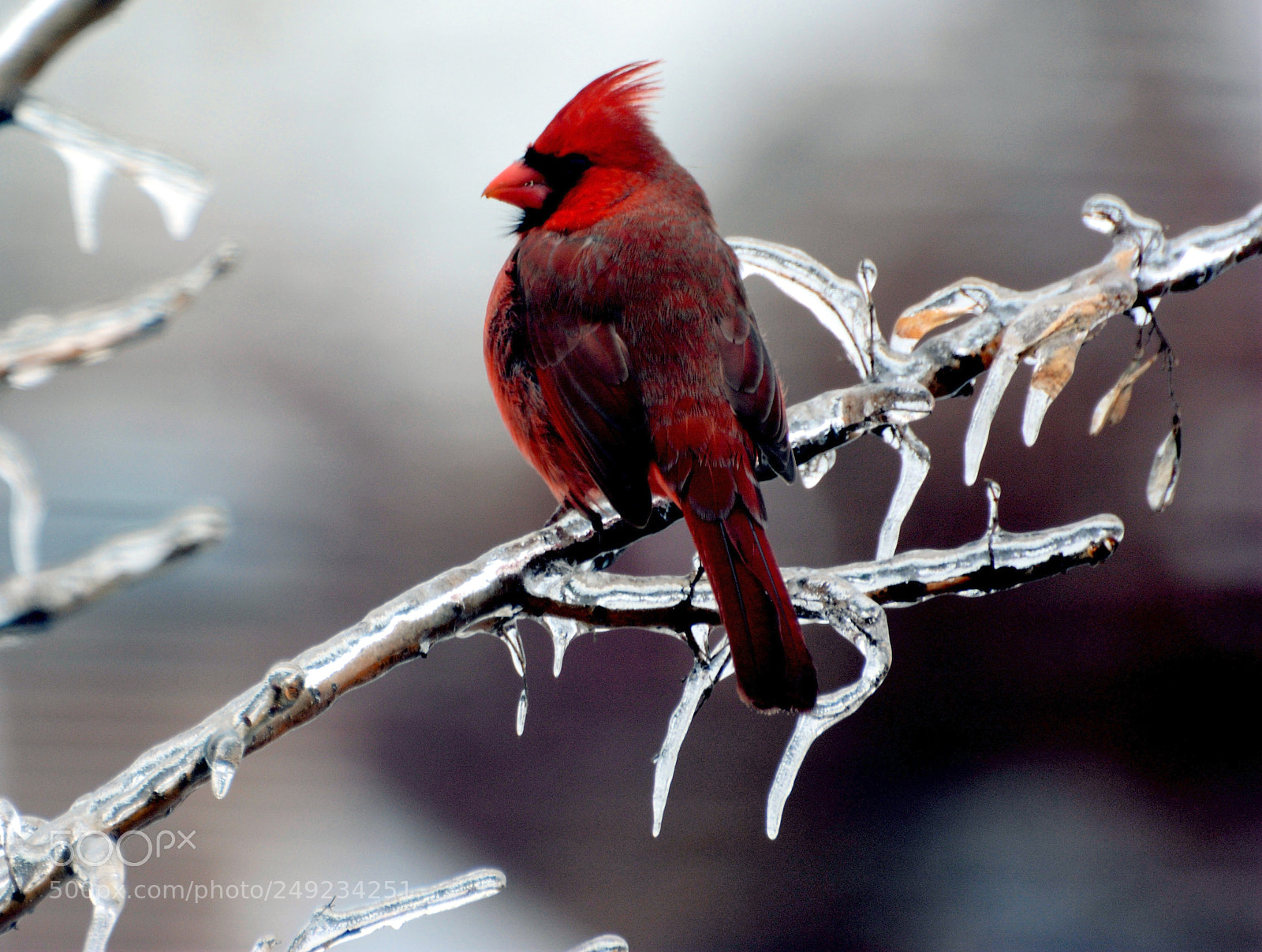 Nikon D7100 sample photo. Cardinal and ice photography