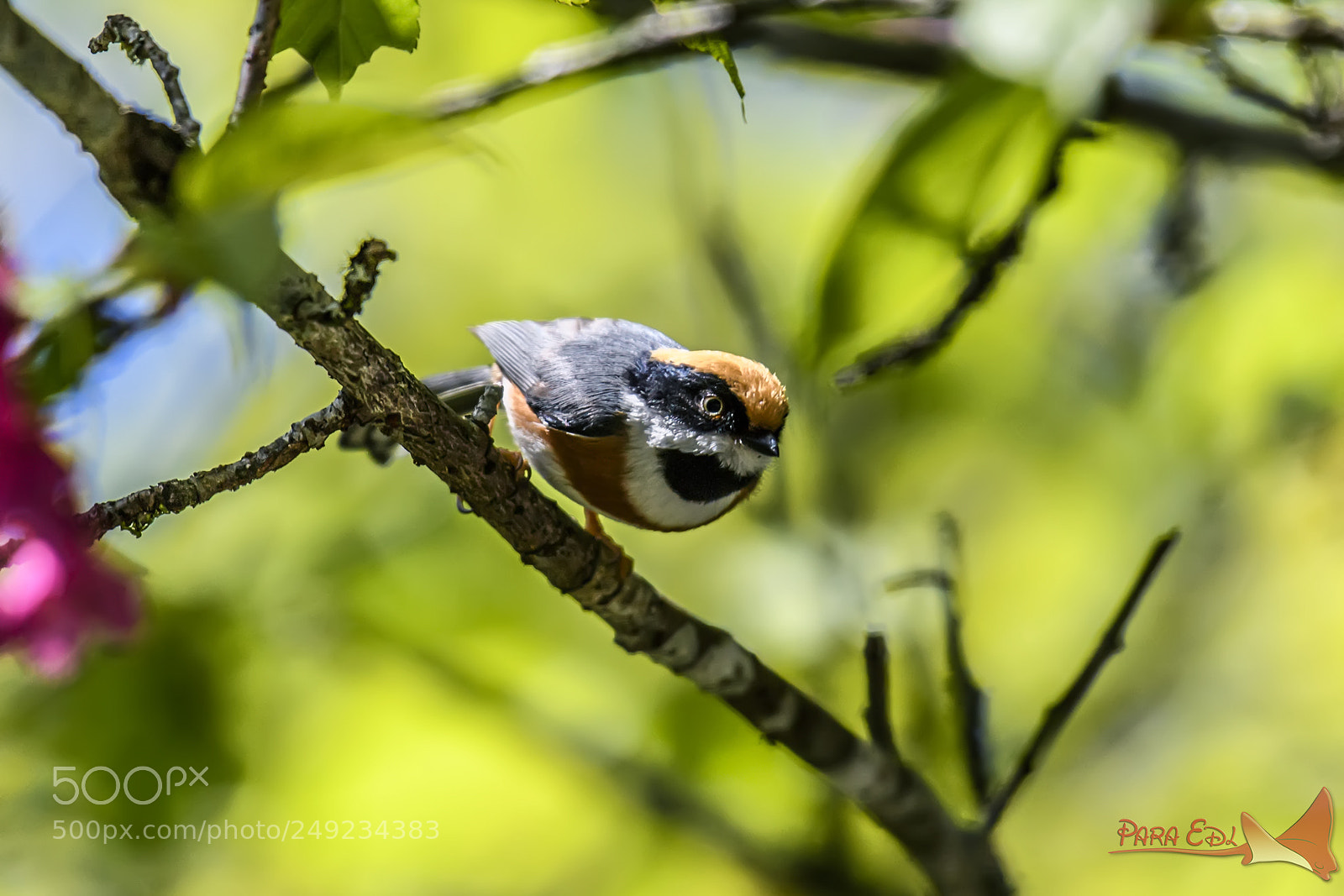 Nikon D5 sample photo. Black-throated tit photography
