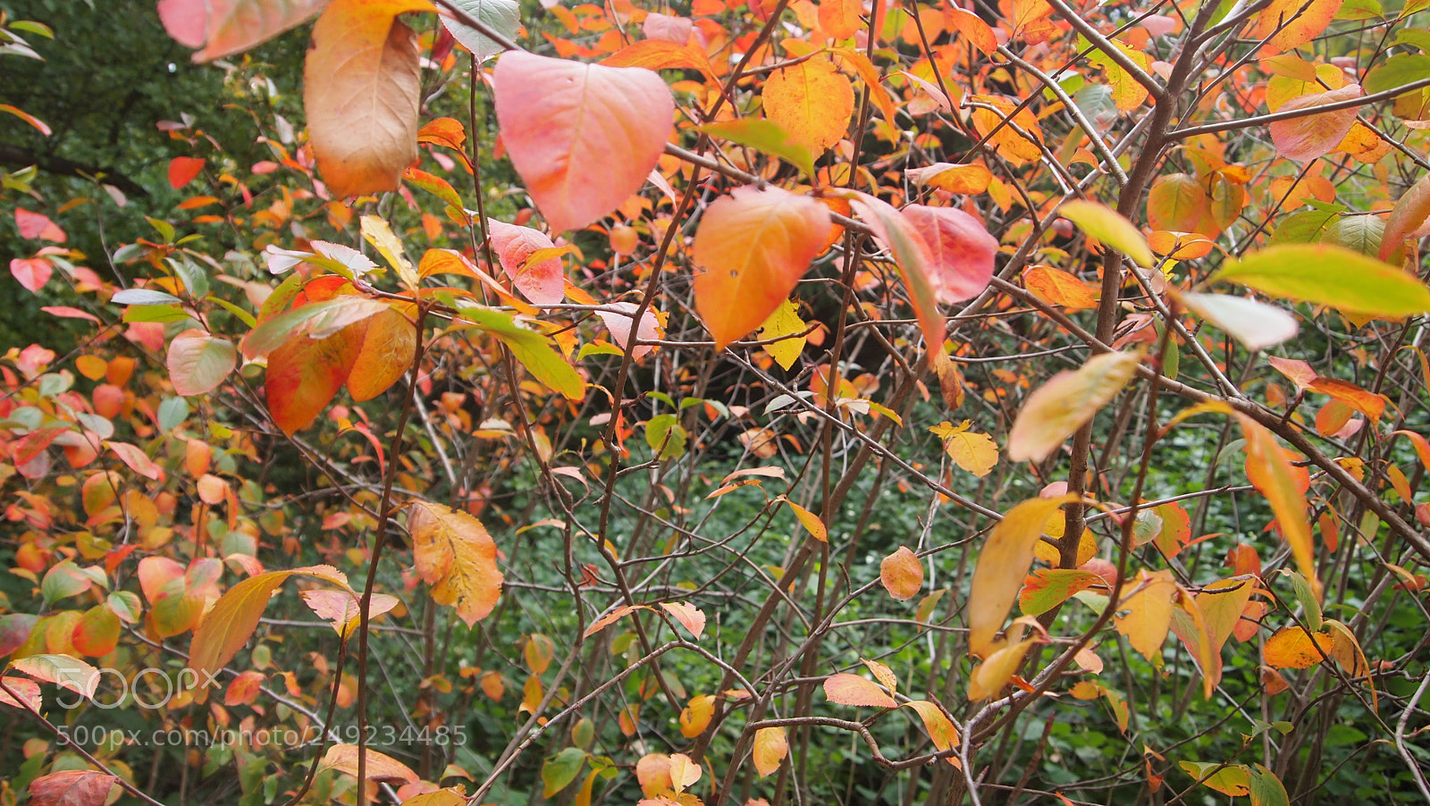 Olympus PEN E-PL1 sample photo. Fredriksberg have photography