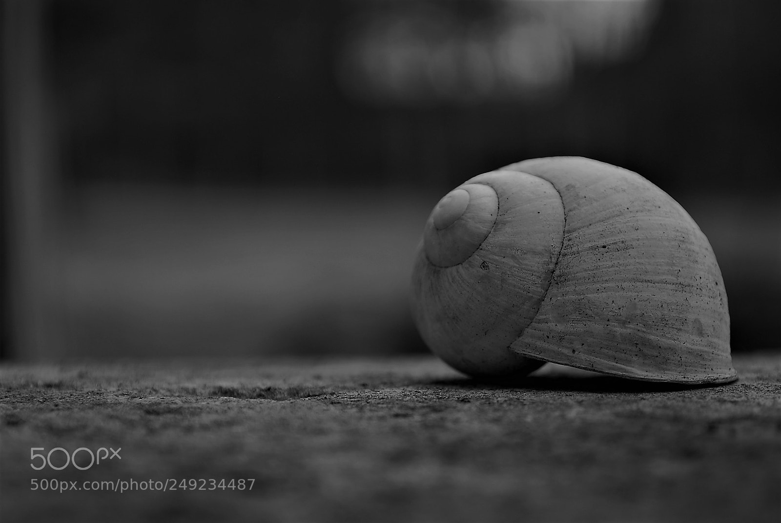 Nikon D60 sample photo. Bw photography
