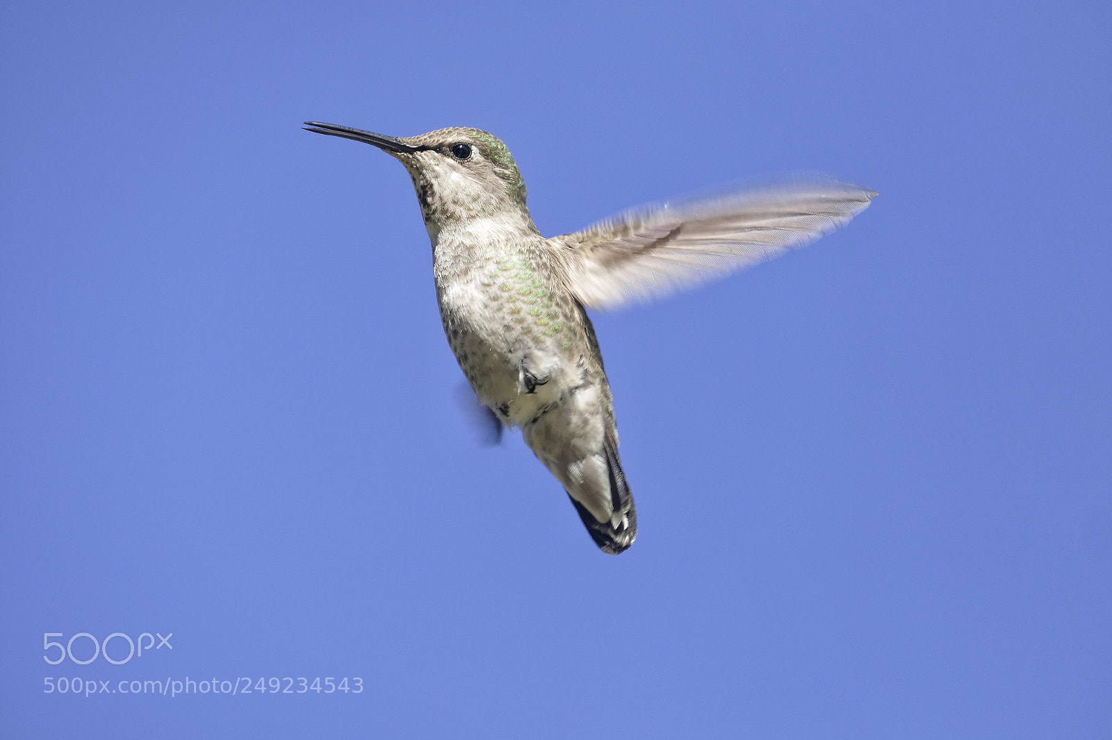 Panasonic Lumix DMC-FZ1000 sample photo. Bee bird photography