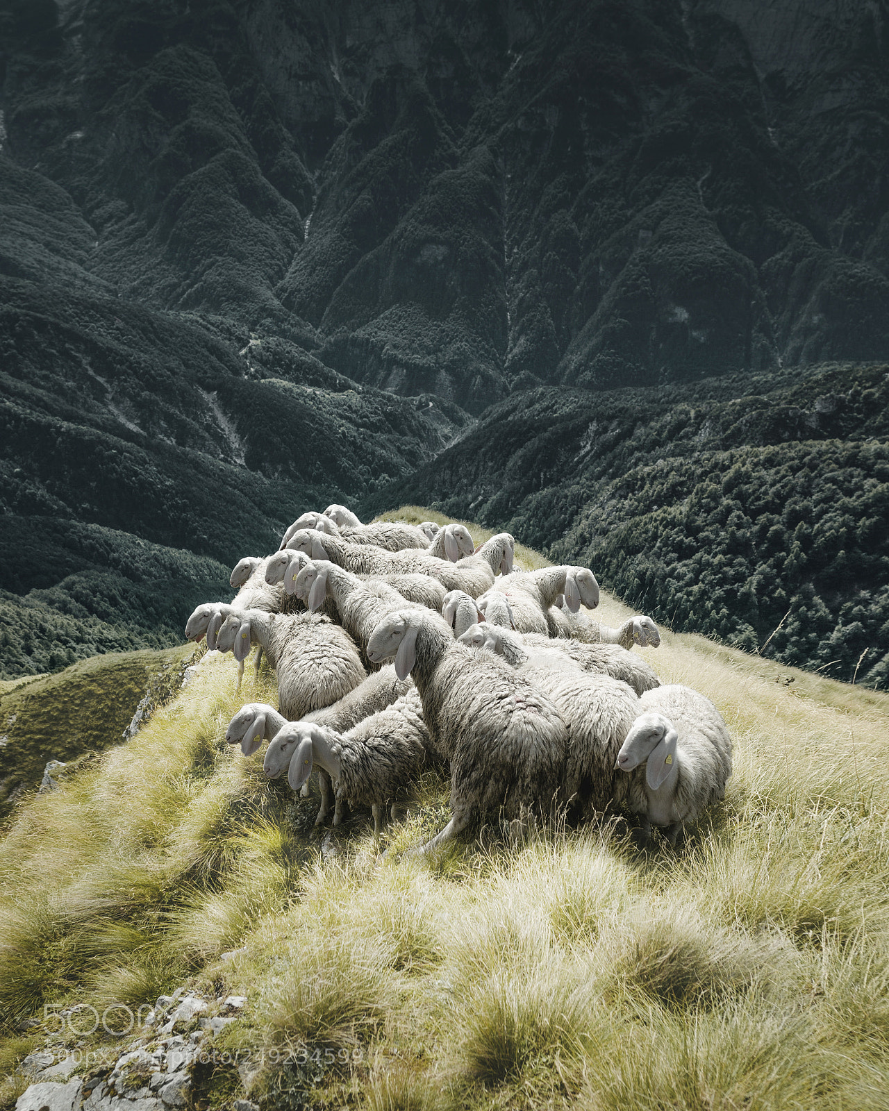 Canon EOS 6D sample photo. Sheep photography