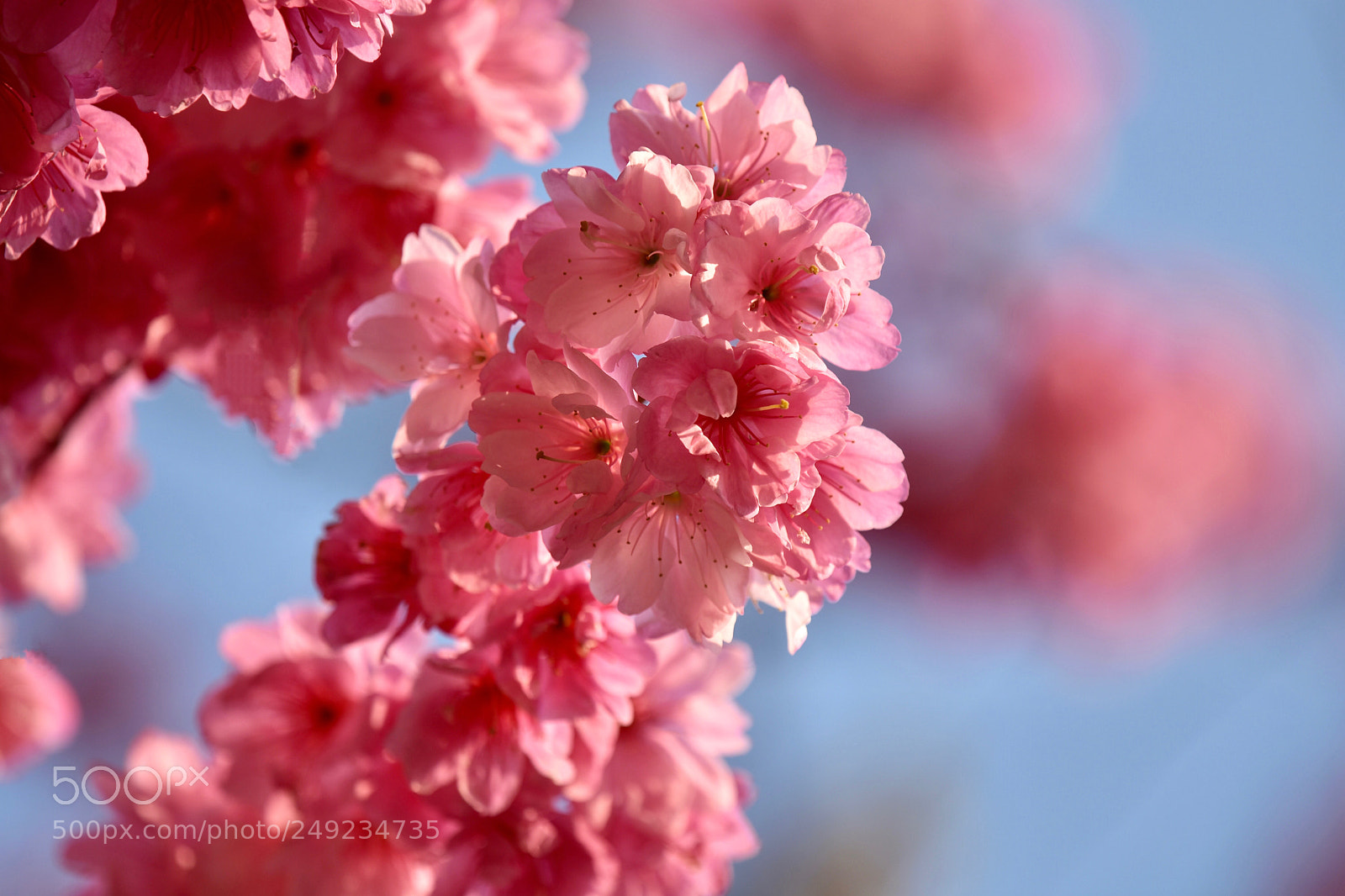 Nikon D7200 sample photo. Sakura photography