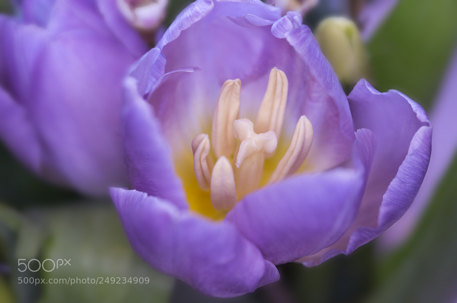 Canon EOS 6D sample photo. Purple tulip in close-up photography