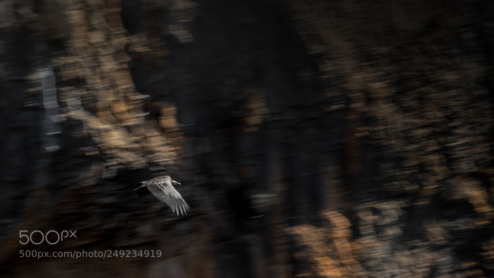 Canon EOS 7D Mark II sample photo. Griffon vulture 3 photography