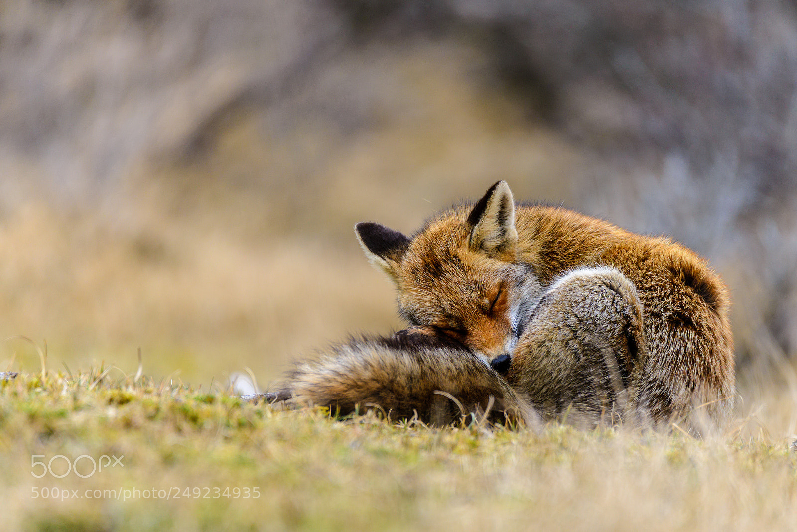 Nikon D600 sample photo. Sleepy fox photography