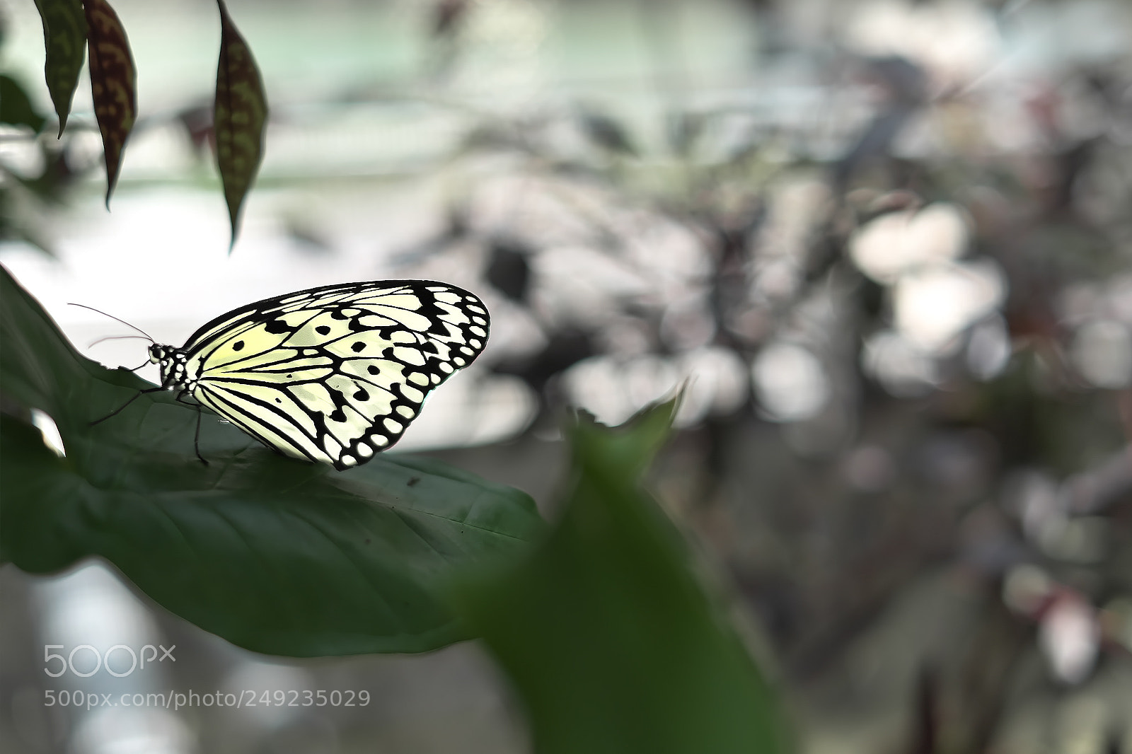 Fujifilm X-E2 sample photo. Butterfly photography