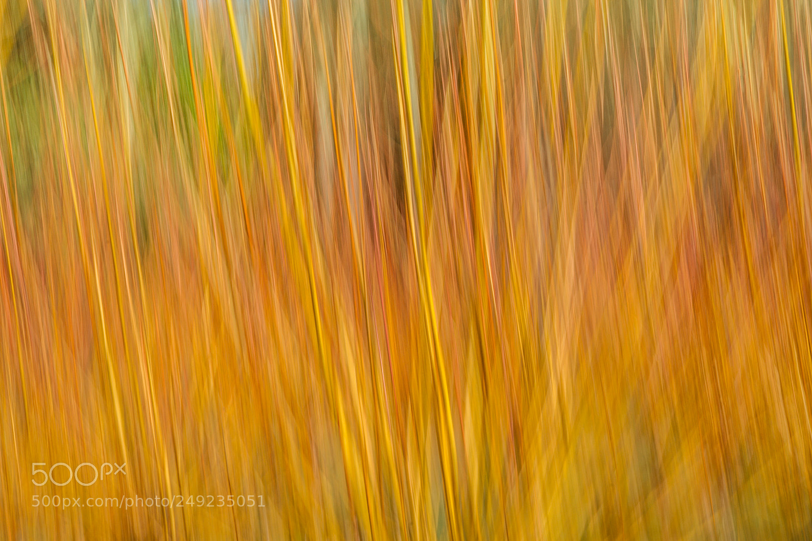 Canon EOS 7D sample photo. Dogwood icm photography