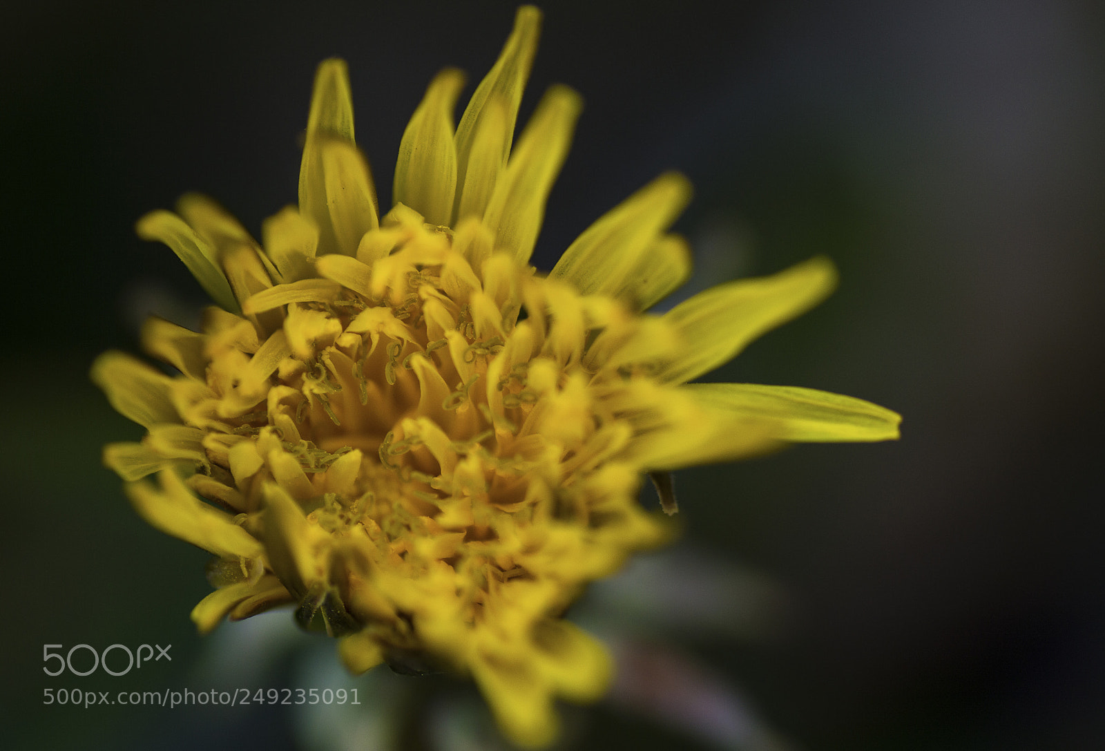 Nikon D3200 sample photo. Yellow welcome photography