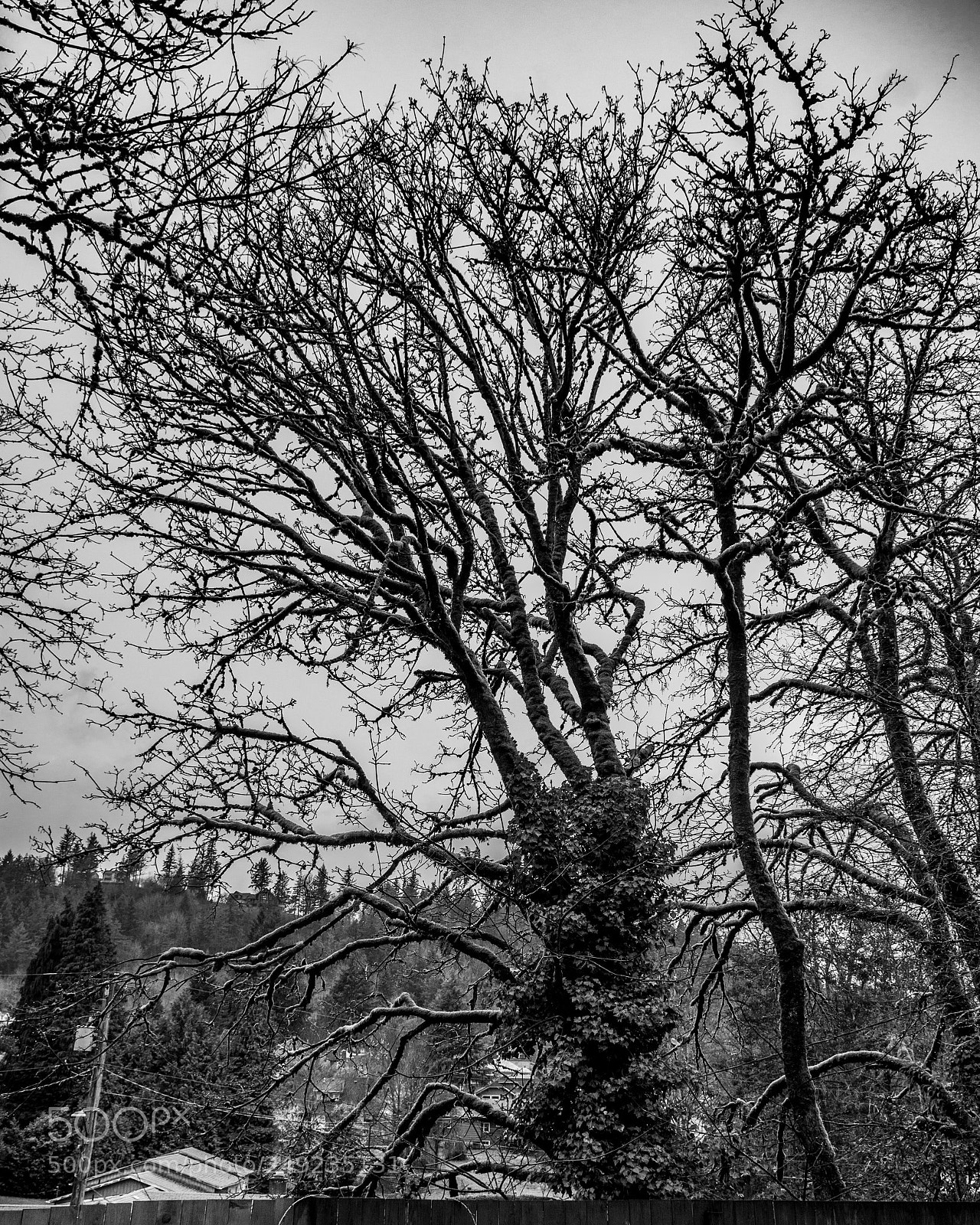 Nikon D7100 sample photo. Backyard trees, rainy day photography