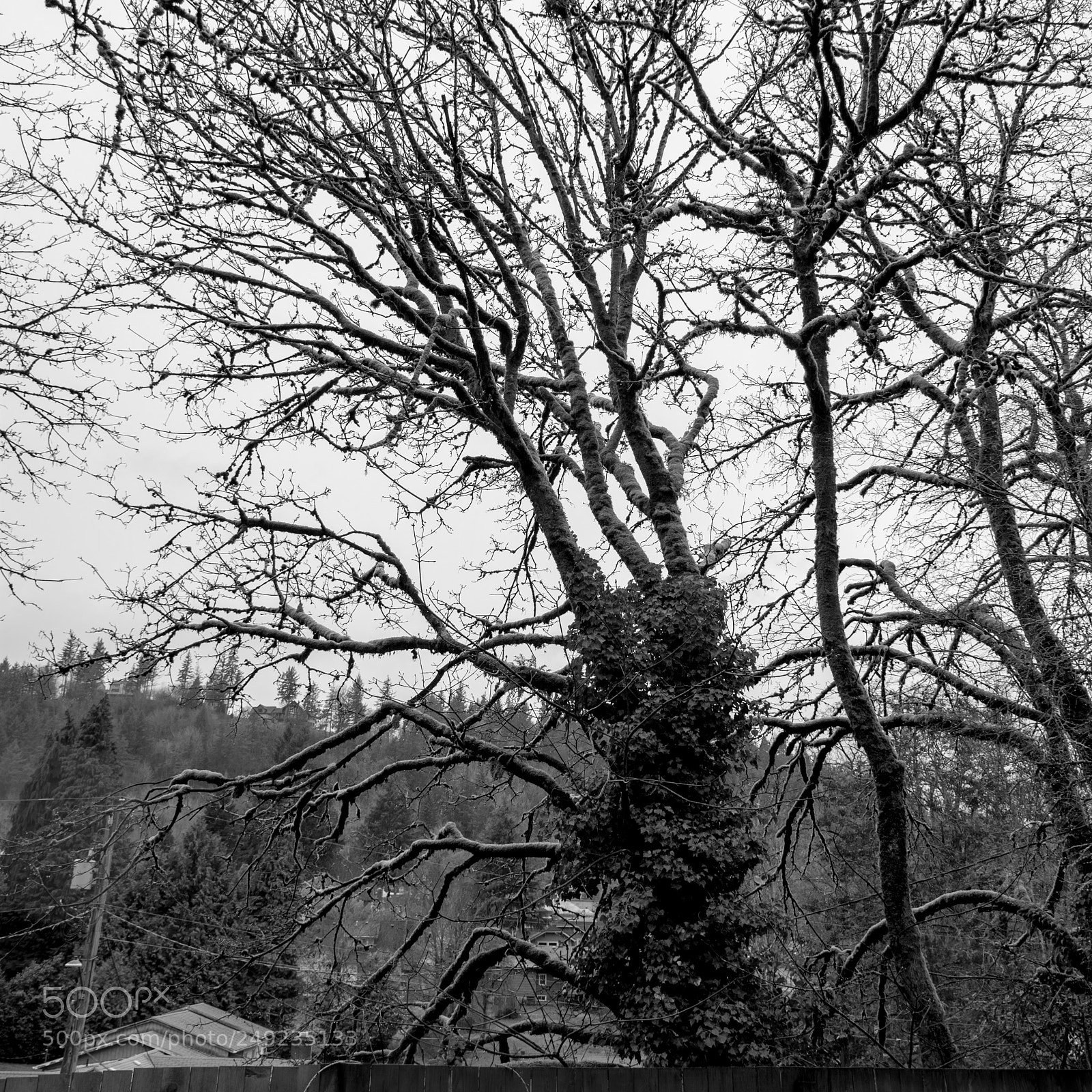 Nikon D7100 sample photo. Backyard trees, rainy day photography