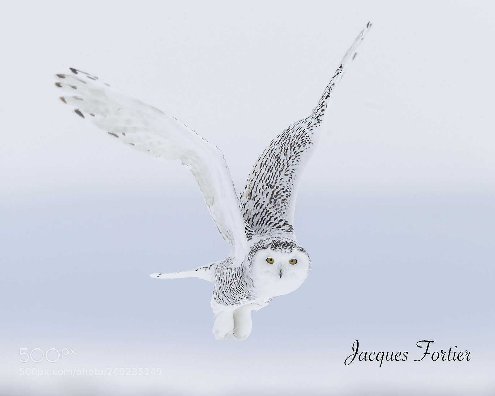 Canon EOS-1D X sample photo. Snowy owl photography