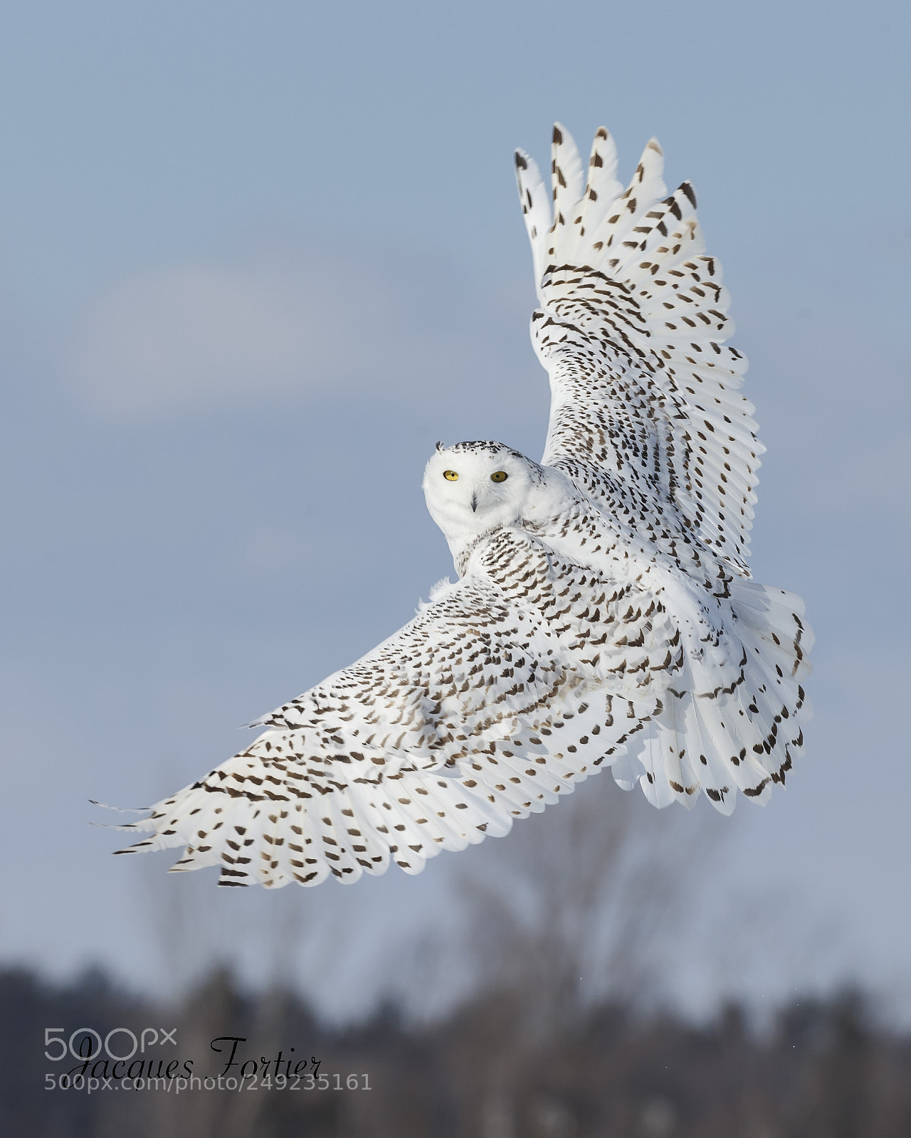 Canon EOS-1D X sample photo. Snowy owl photography