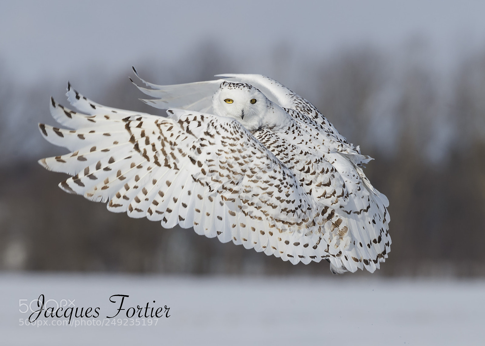 Canon EOS-1D X sample photo. Snowy owl photography