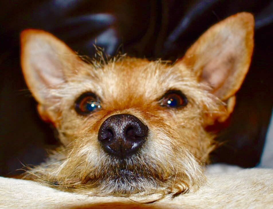 Nikon D3400 sample photo. Awwwww photography