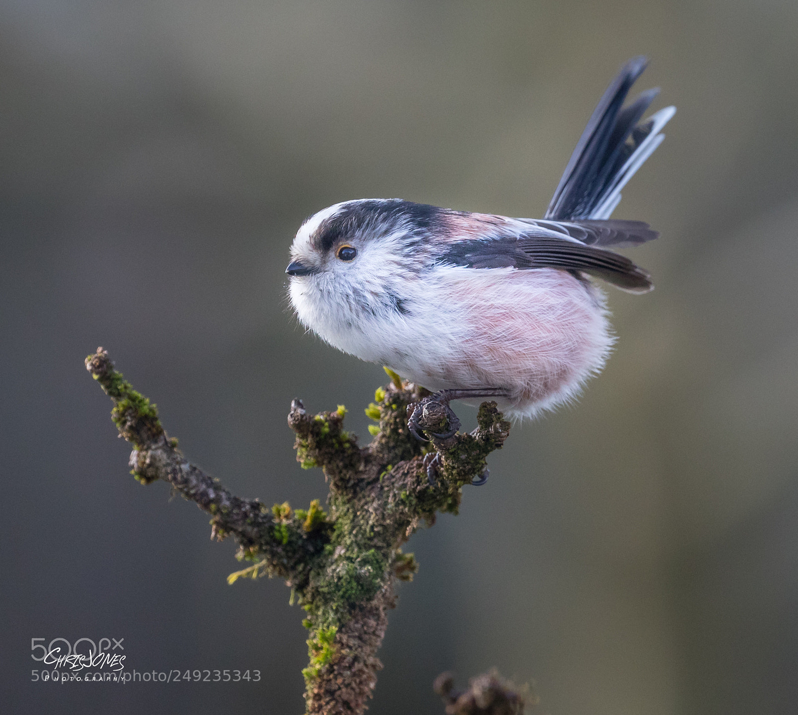 Canon EOS 7D Mark II sample photo. Long tailed tit photography