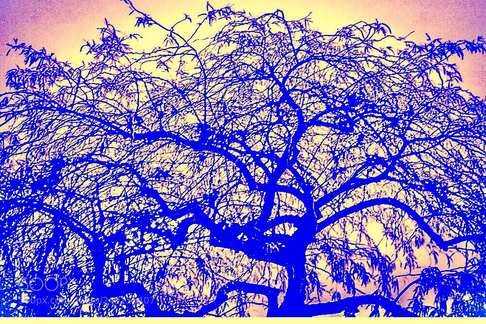 Nikon D3400 sample photo. Big tree photography
