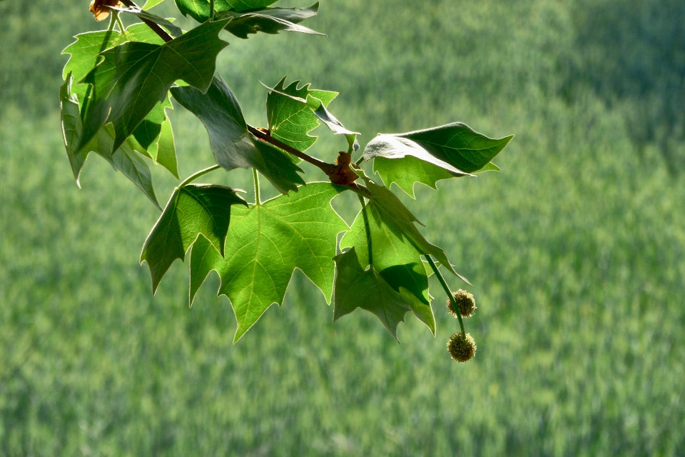 Panasonic Lumix DMC-LF1 sample photo. Green leaves of spring photography