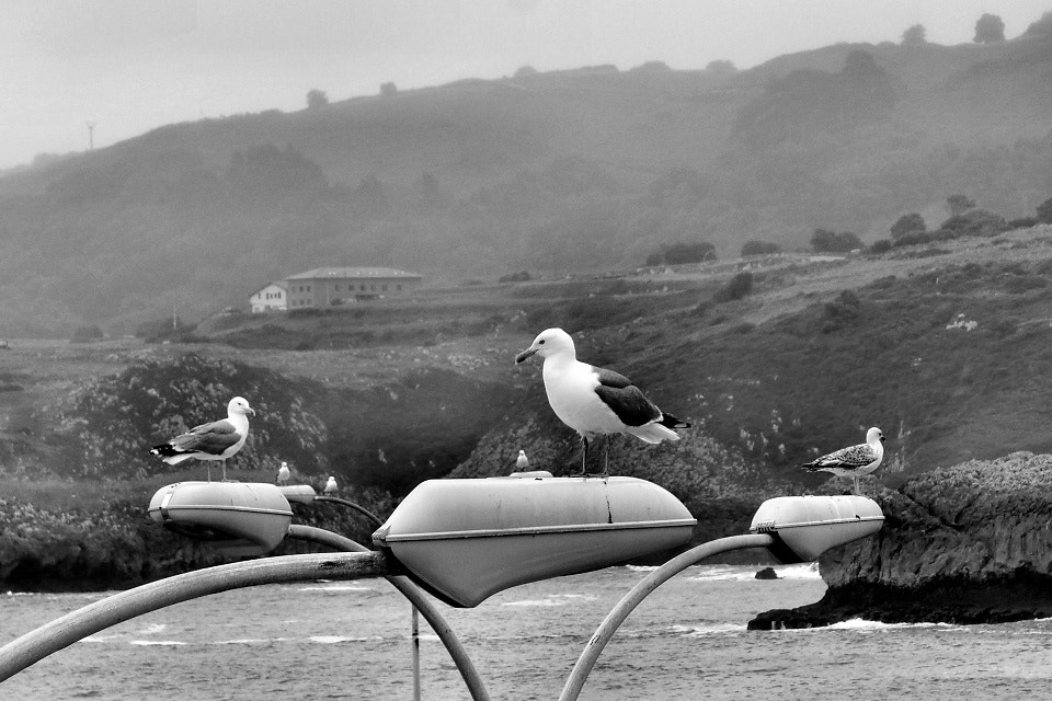 Panasonic Lumix DMC-LF1 sample photo. A flock of seagulls photography