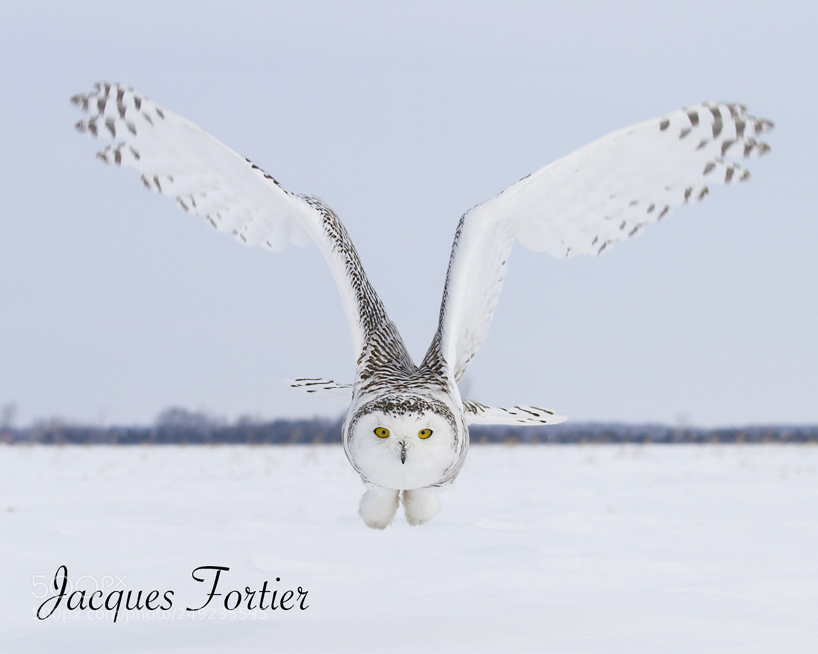 Canon EOS 7D sample photo. Snowy owl photography