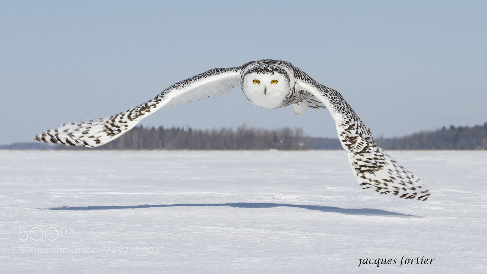 Canon EOS 7D sample photo. Snowy owl photography