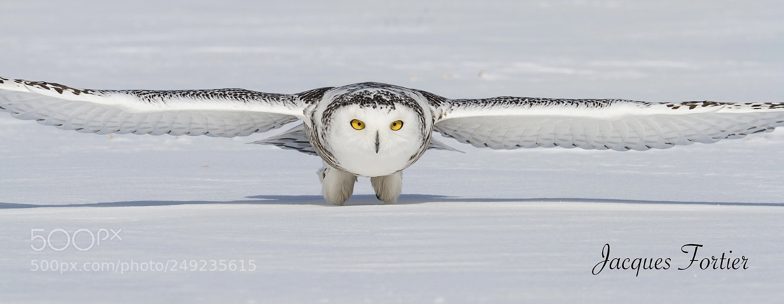 Canon EOS 7D sample photo. Snowy owl photography
