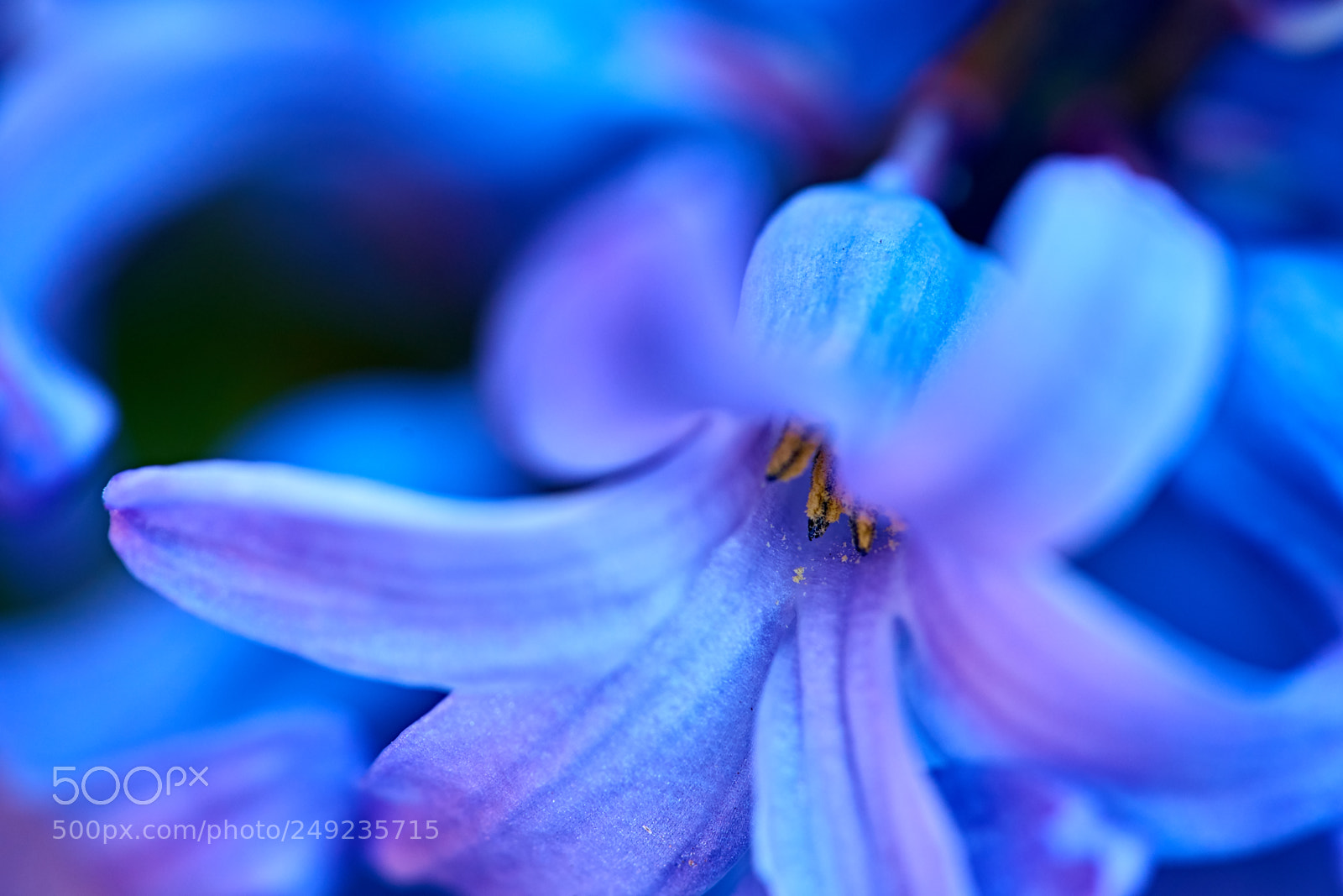 Sony a7 II sample photo. Spring bloom photography