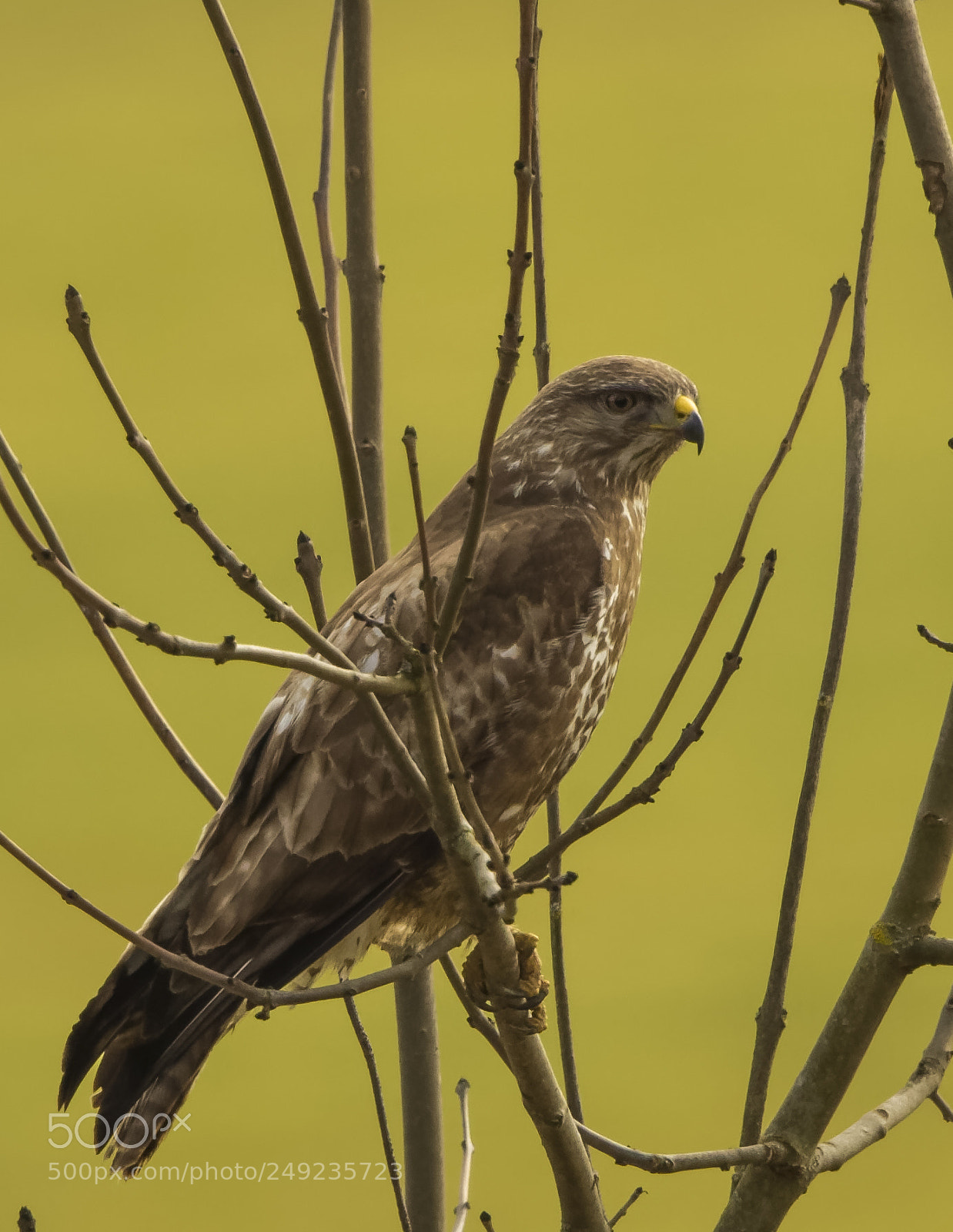 Canon EOS-1D Mark IV sample photo. Eye photography