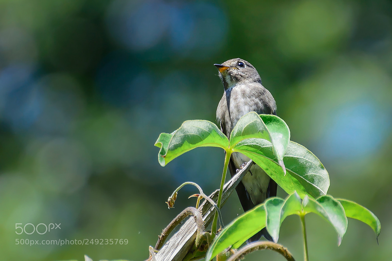 Nikon D7100 sample photo. Dark-sided flycatcher photography